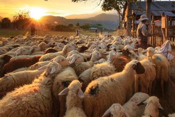农村养羊有补贴吗?补贴政策如何?2018年养羊