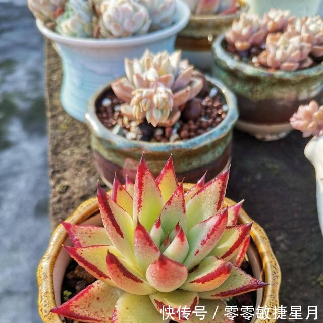 【时节】多肉在美好时节里尽情绽放吧!