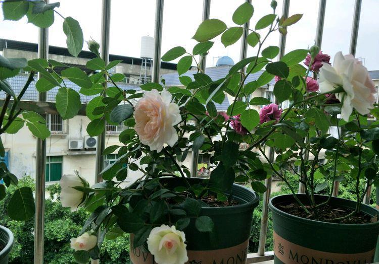  「粉嫩」喜欢玫瑰，不如养盆“精品荷花”凤凰翎，花开层层叠叠，粉嫩娇羞