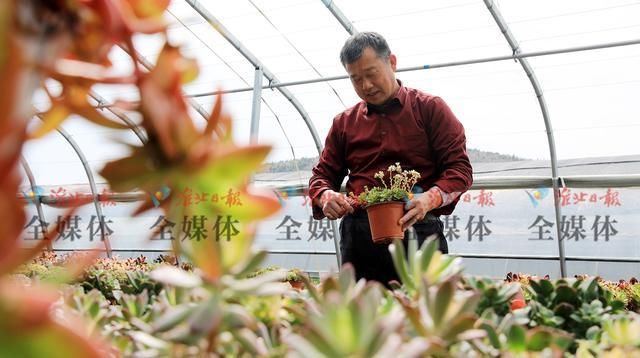  #淮北#淮北：多肉植物俏销春季花市