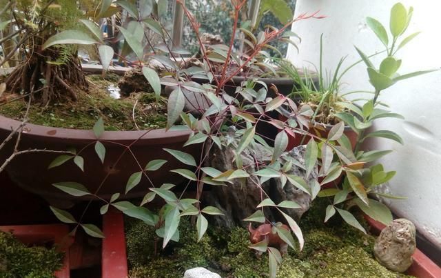  [盆栽植株]花盆里垫点这个，不烂根不黄叶促生长，轻轻松松长满盆