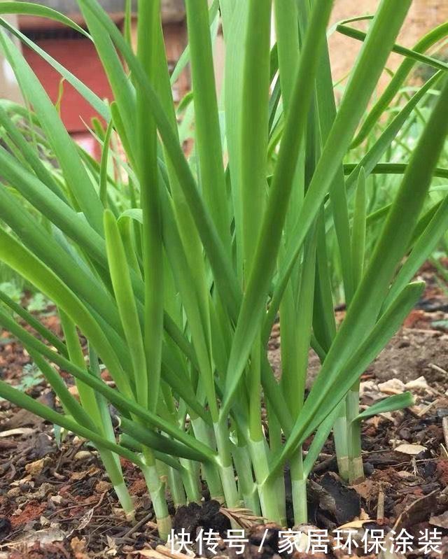  【旺盛】3月4月种“盆栽韭菜”，掌握2个技巧，生长旺盛，采收好多茬