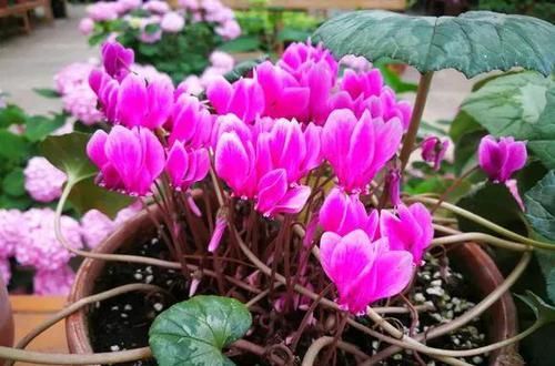 『开完』3种花开完剪一剪，20天又冒花芽，开完一茬又一茬！