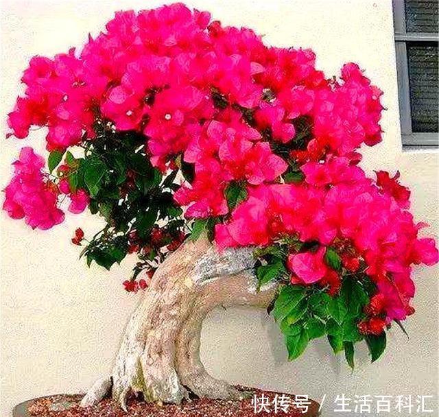  重复|家庭养三角梅，重复去做“1件事”，花越开越多，轻松开成大花球