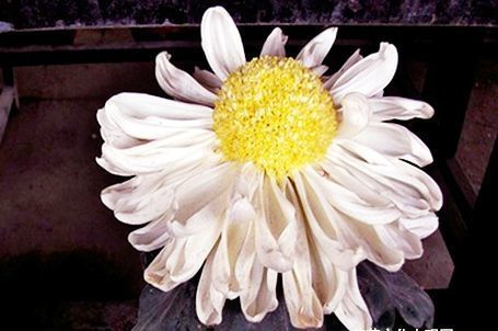  黄水：喜欢菊花，不如养盆“菊中精品”黄水明珠，花似荷包蛋，调皮可爱