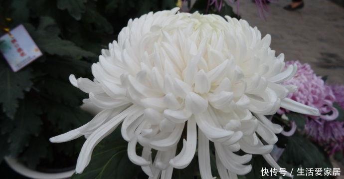  【花型】喜欢玫瑰，不如养盆“珍品名菊”唐宇傲雪，花型饱满，素雅高贵！