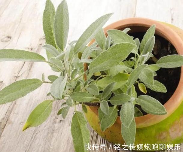 「盆栽技巧」夏季烦恼高温天蚊蝇乱飞?趁早盆栽4种植物,既能观赏又贼实用