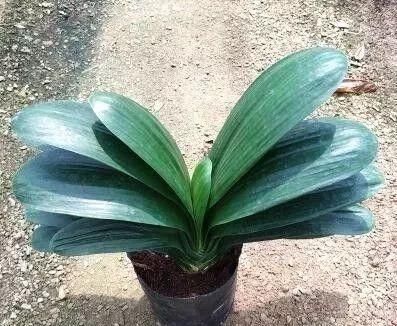  『冻不死』六种“冻不死”植物，沾土既活，放在家里满屋香！身体还会更健康