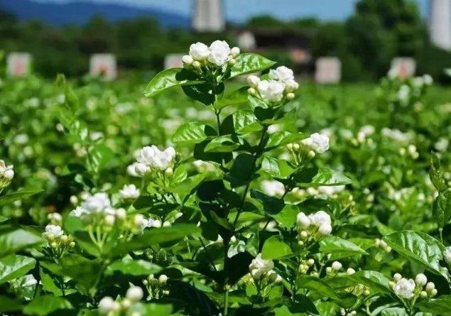  「花草树木」喜欢养殖花草树木？老花农都在养此花，延年益寿还能杀菌