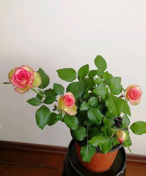 #梦露#这种花,比牡丹漂亮,比绿萝好养,一年四季开不停,比茶花强多了