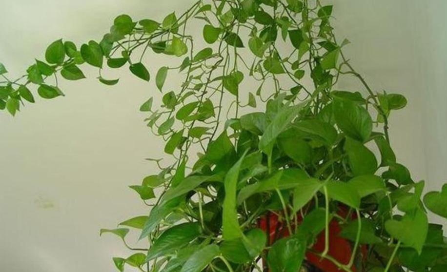  『富贵竹』这“4种”植物，可以用“醋”养，每个月用“1斤”枝繁叶茂