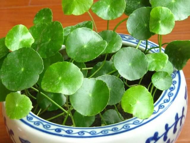  「越养越」铜钱草越养越少，总是发黄掉叶，还是这3点没做到位