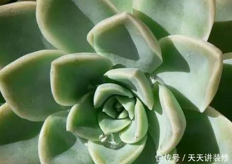  「肉质植物」家养多肉总是长不好？学会这三个小技巧，轻松长成饱满大珍珠