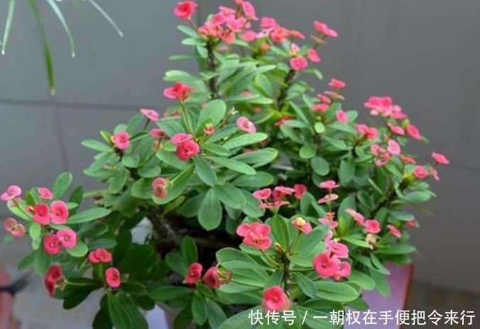#爱爆#居家就养此款花卉,沾点水就疯长,开花勤还爱爆盆,美