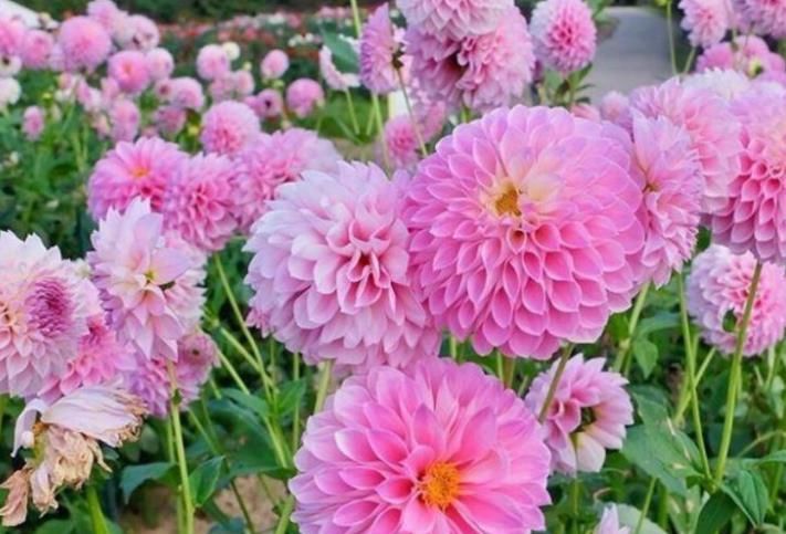  【凤仙花】家养4种旺运花，吉祥又喜庆，病虫害少，养护比较简单