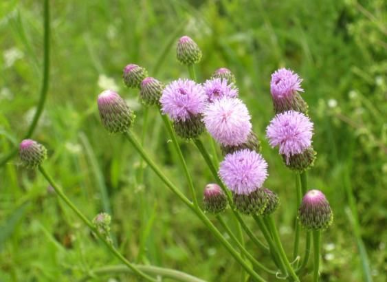  【小蓟】这种农村里才有的野草，浑身带“刺”若是遇到，还请好