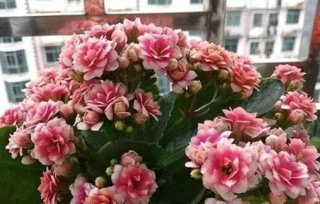 「漂亮」阳台养花选它,好养又漂亮,轻松开出小花园,是盆栽佳品
