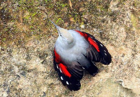  #碰见#这种野生物，很是珍贵，你有幸在山上碰见，请将其放走，