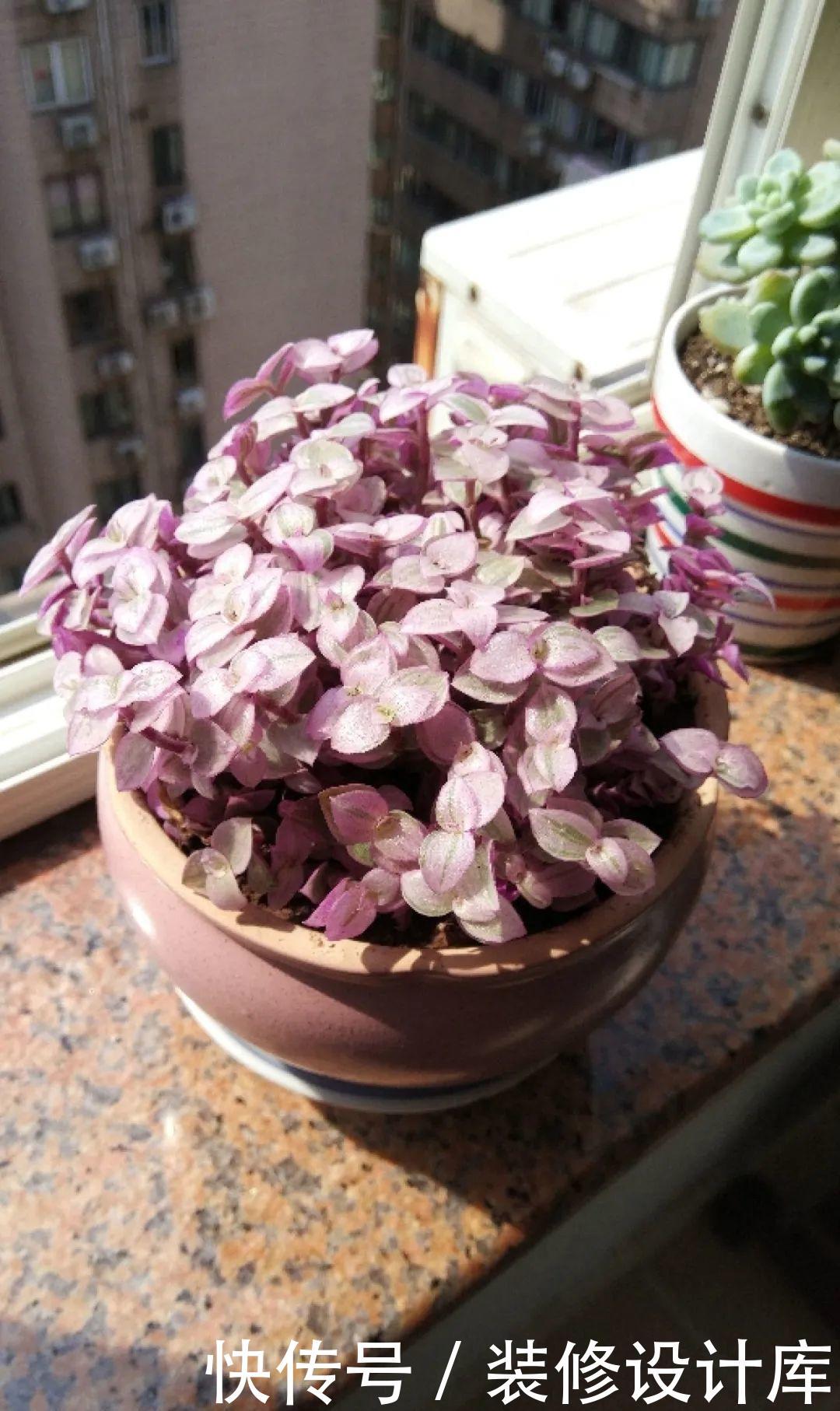  #稀罕#5种花真稀罕，叶子越晒越红彤彤，一盆能开20朵！