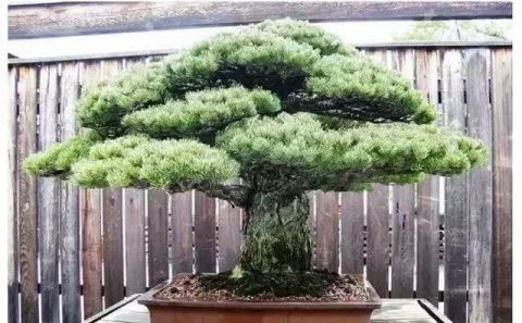  「真柏」已知最贵的10棵盆景，土豪的世界你不懂