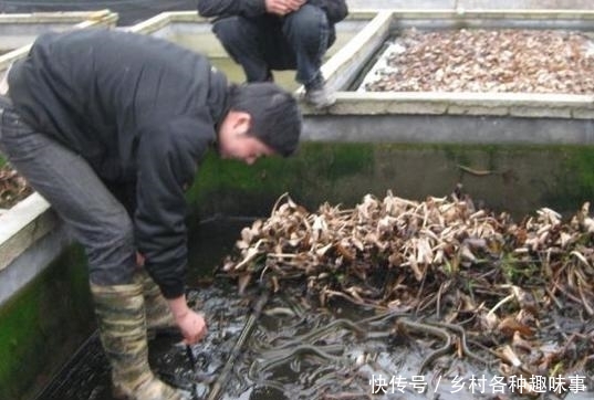 农民这种地方养黄鳝, 二个月后收入数万, 估计没人敢吃!