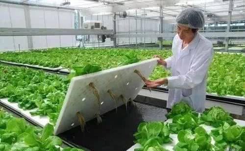  产品|植物工厂：90％不盈利，但产品符合消费趋势，未来价值可期