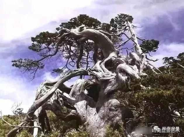  园地■学习园地 盆景的舍利制作