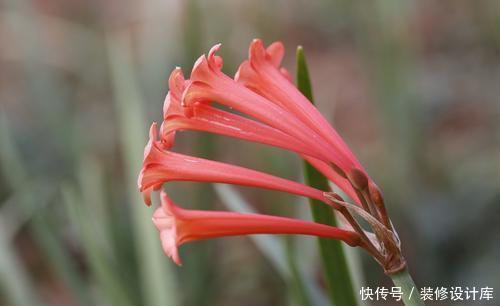  阳光|一根枝条开出一球花，开花快花量大，名叫垂筒花能家养