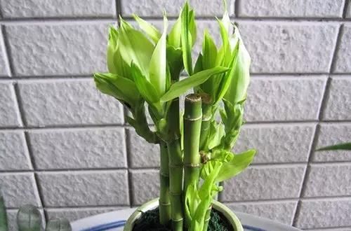  「们家里」三种受欢迎的植物，你家肯定有，叶子发黄是通病，教你这么去治