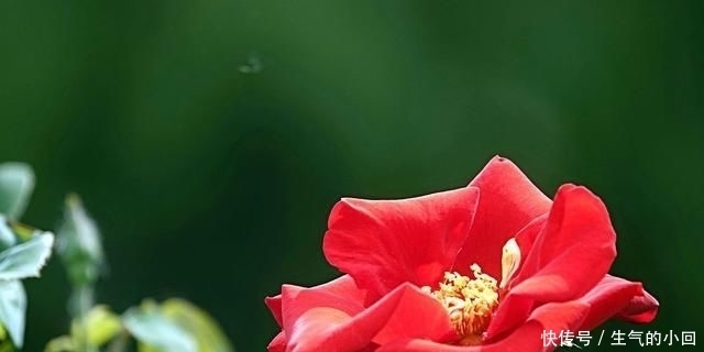 爆花@藤本月季“爆花”进行时,笋芽萌发,如何施肥?