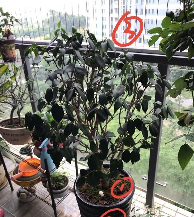  【救活】茶花上盆半月叶子都蔫了,怎么救活它