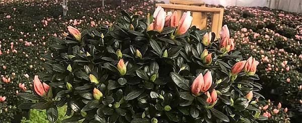 『杜鹃花』杜鹃花夏天这么养,不但不黄叶,新叶还能蹭蹭的长!