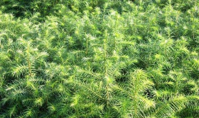 农民种植了6年的杉树，按一亩的面积计算，现在能值多少钱？