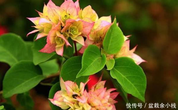 【营养】剪粗树枝三角梅能扦插活吗?掌握三点技巧,效果绝对想不到