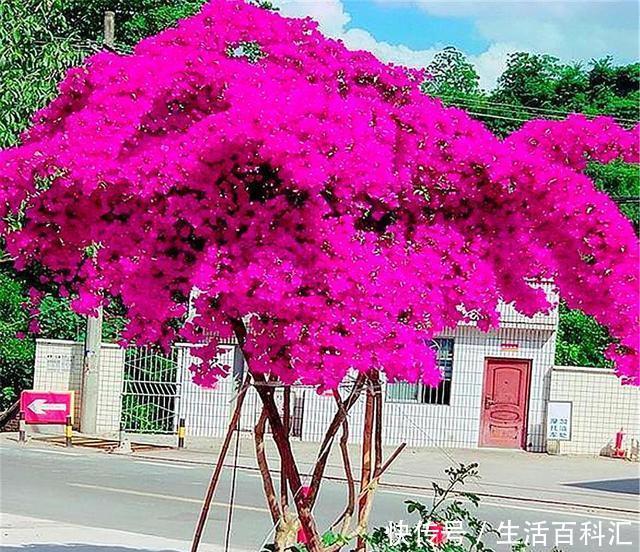 重复|家庭养三角梅,重复去做“1件事”,花越开越多,轻松开成大花球