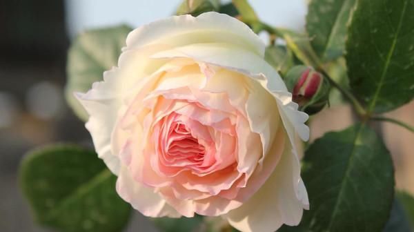 #旺盛#六月养这些花,越晒越旺盛,热不死还疯长,美得逆天!