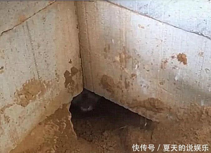  「发现」大爷在家中墙角发现一个大洞，里面竟有东西爬出来，捉住后乐开花