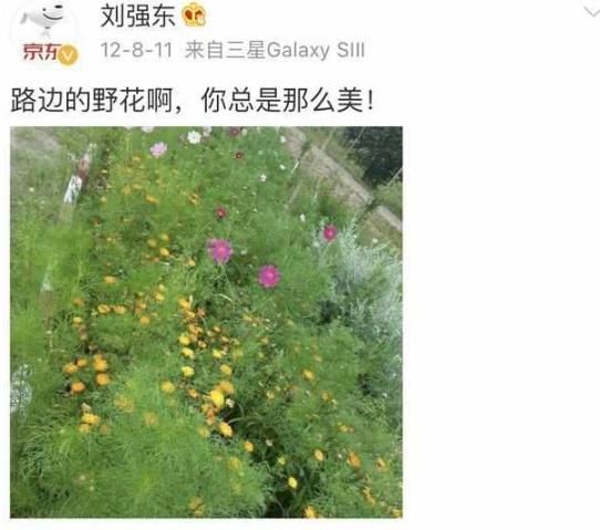奶茶妹妹果真成抹茶妹妹？刘强东曾删除的微博早就揭露事实