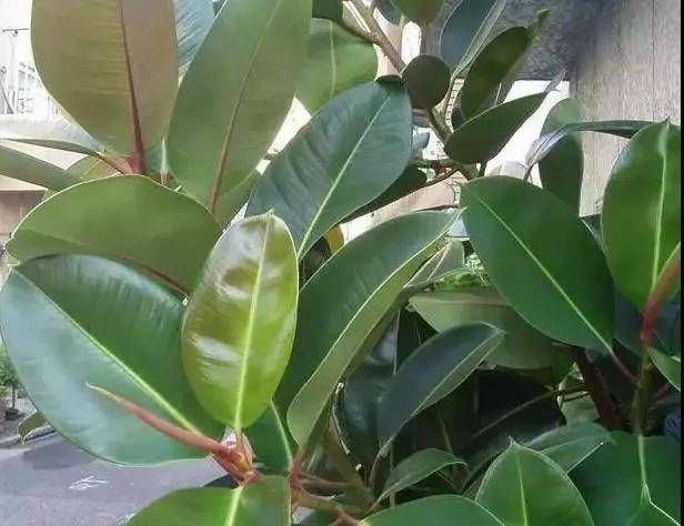  #橡皮树#家养这三种花，每月“喝口酒”，叶子绿油油，长势非常快