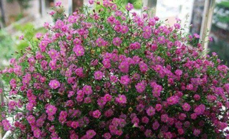  朱顶红：家养此款花卉，漂亮易爆盆，阳台变“花海”，越养越喜欢