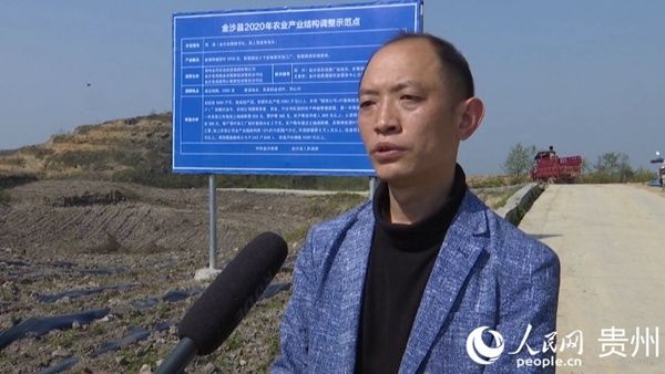 增绿:金沙县禹谟镇同心村:千亩荒山变茶园 乡村增绿又增收