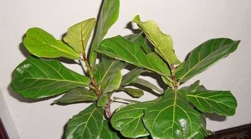  [盆栽琴叶榕]此花，株型高大，挺拔潇洒，叶片奇特。