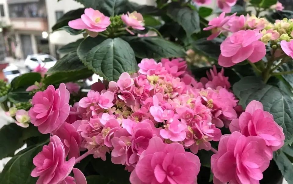  花苞喷水@为什么绣球花长出花苞还没全开就变黑了