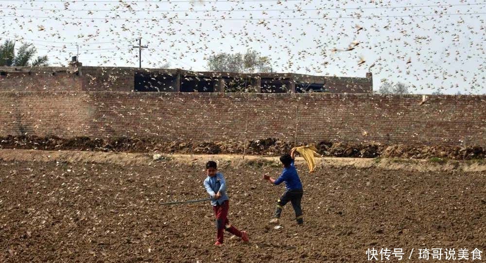  「来最严重」蝗虫危局空前，中国专家：应做好实时监测应对准备