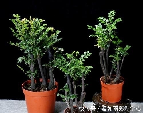 「花叶络石」农村遇到此“瑰宝级”植物,快挖回家摆起来!家人身体越变越棒