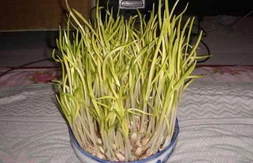  『花盆』几颗大蒜扔进花盆，做成创意十足，好吃美味的蒜苗盆栽