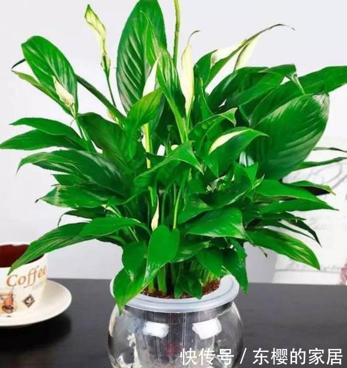 「水里」“4种花”插水里就活,开花惊艳,好养活,不会养花就养它!