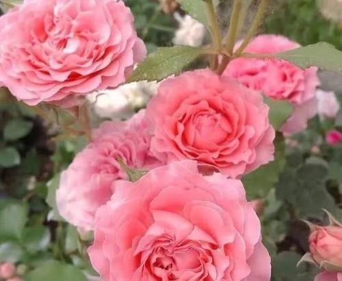 『蓝色风暴』此3中月季,花朵硕大,花色艳丽,花期长,花量大,花枝招展漂亮