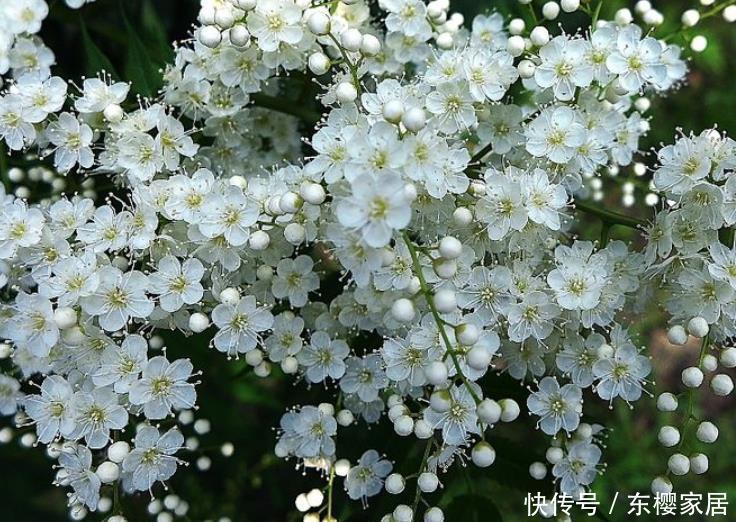  花量：3种“灌木花卉”，花色美，花量大，有院子的一定养！