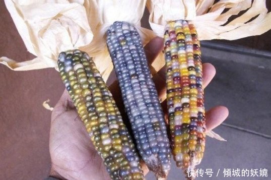  「玉米」农民种出带有“玉石”的玉米，非但没有高兴，反而气的